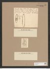 Navicula viridis var. commutata Grun. (de-Toni-Nr.: Genus 1, Species 7) Zeichnungen Sammlung Grunow Nr. 25 (NHMW-BOT-W0366210)